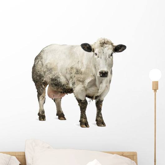 Dirty Pregnant Belgian Blue Cow, Isolated on White Wall Decal