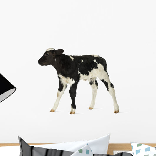 Belgian Blue Calf White