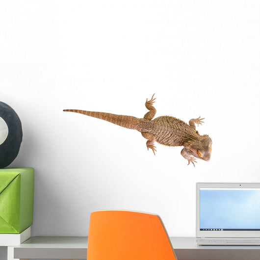 Bearded Dragon