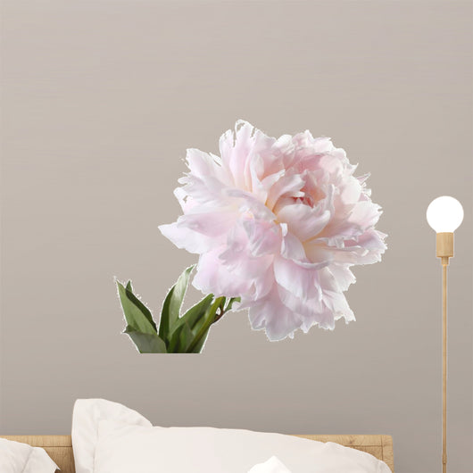 Pale Pink Peony Varieties