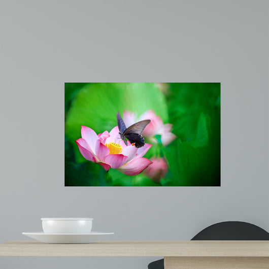 Beautiful Pink Waterlily or