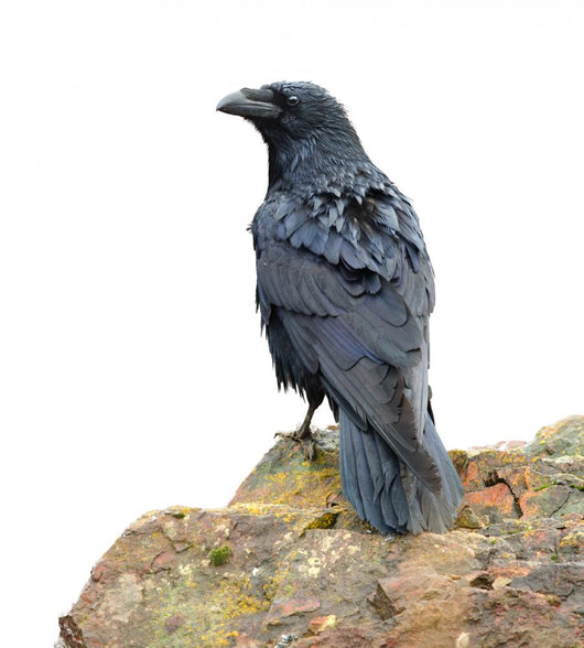 Perching Raven Wall Decal