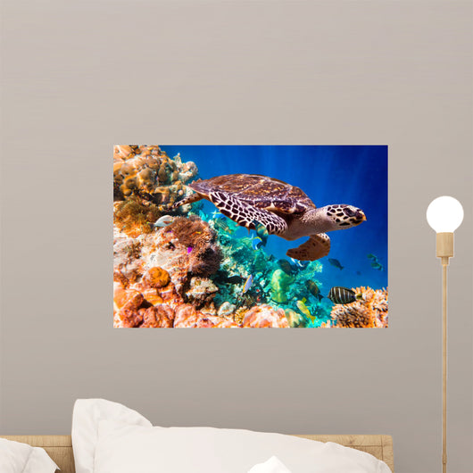 Hawksbill Turtle Eretmochelys Imbricata