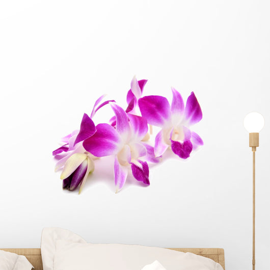 Beautiful Blooming Orchid