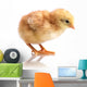 Cute Little Chicken Wall Decal
