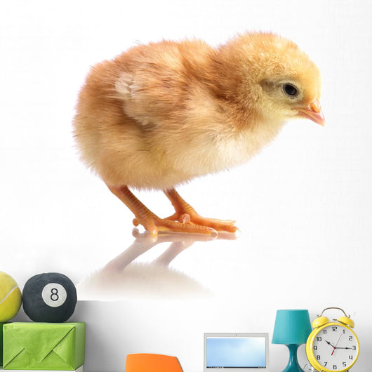 Cute Little Chicken Wall Decal