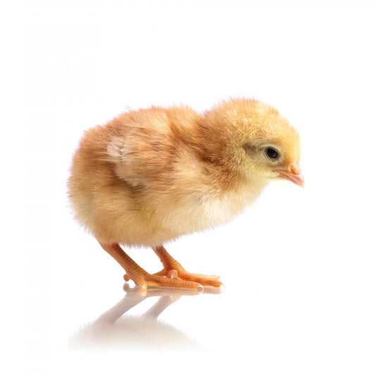 Cute Little Chicken Wall Decal