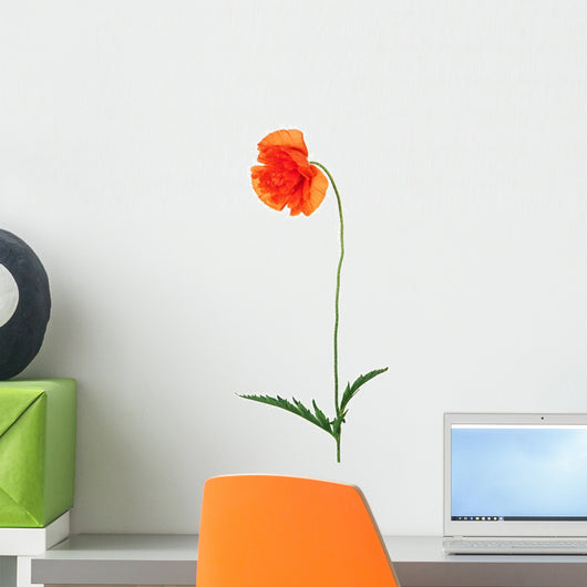 Single Poppy Flower White