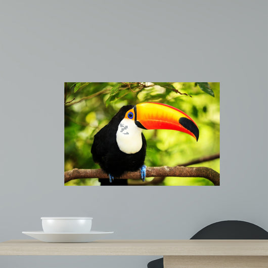 Colorful Tucan Aviary