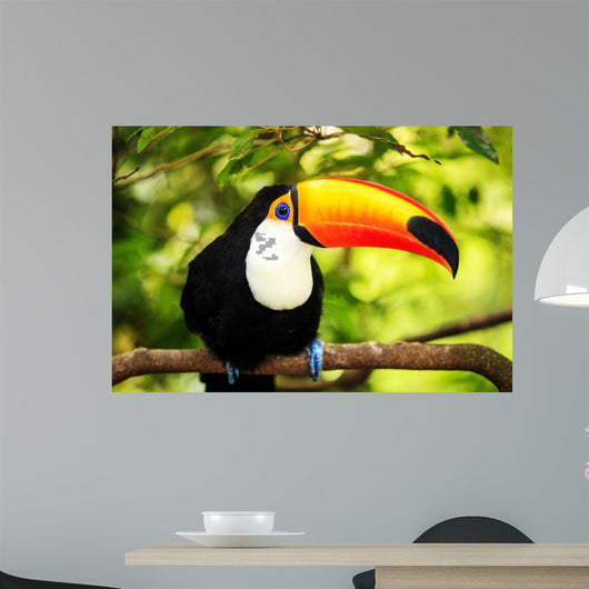 Colorful Tucan Aviary