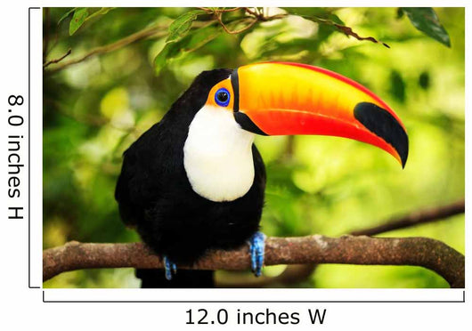 Colorful Tucan Aviary