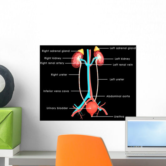 Excretory System
