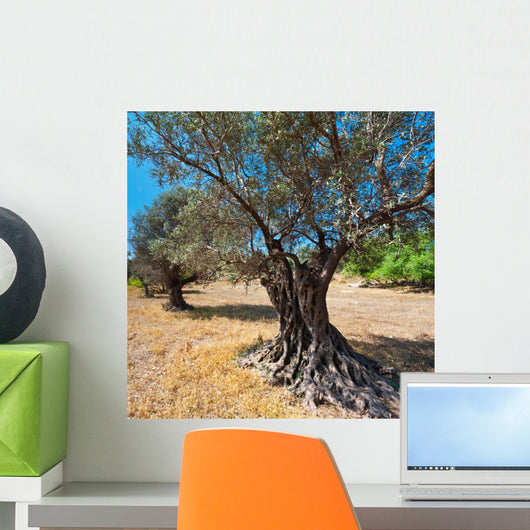 Olive Tree