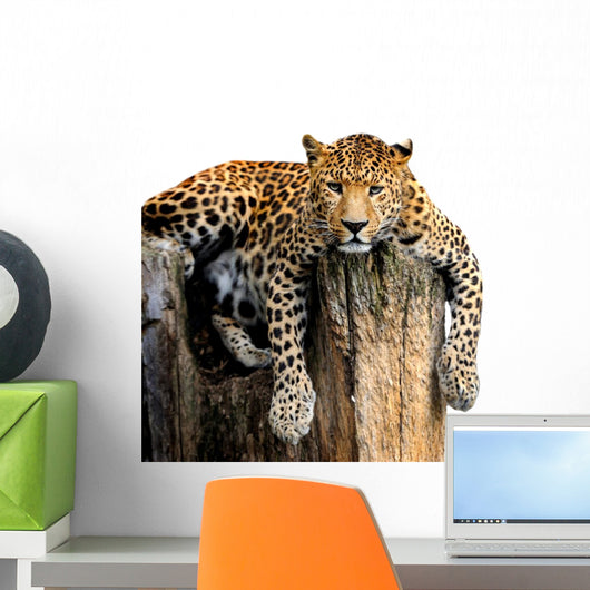 Leopard White