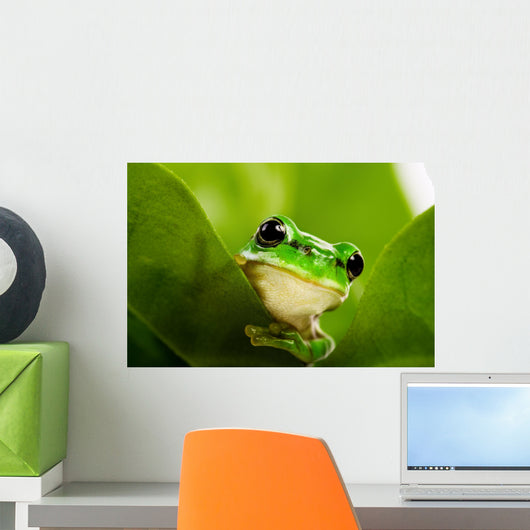 Frog Peeking Out Wall Mural