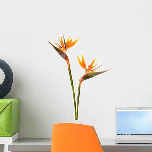 Bird Paradise Flower