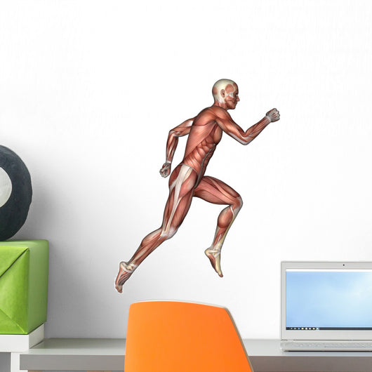 Male Anatomy Figure Wall Decal