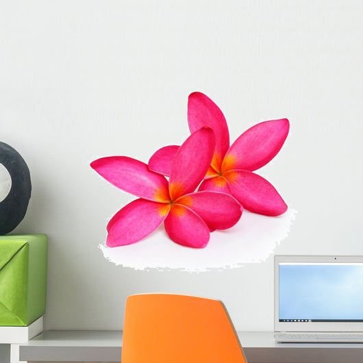 Tropical flowers frangipani (plumeria) isolated on white backgro Wall Decal