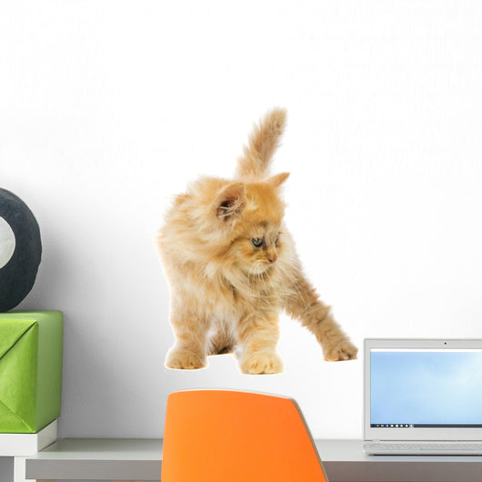 Little Orange Cat