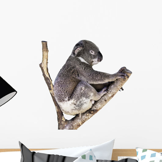 Cute Koala White