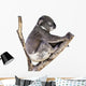 Cute Koala White