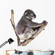 Cute Koala White