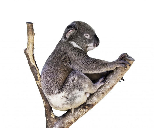 Cute Koala White