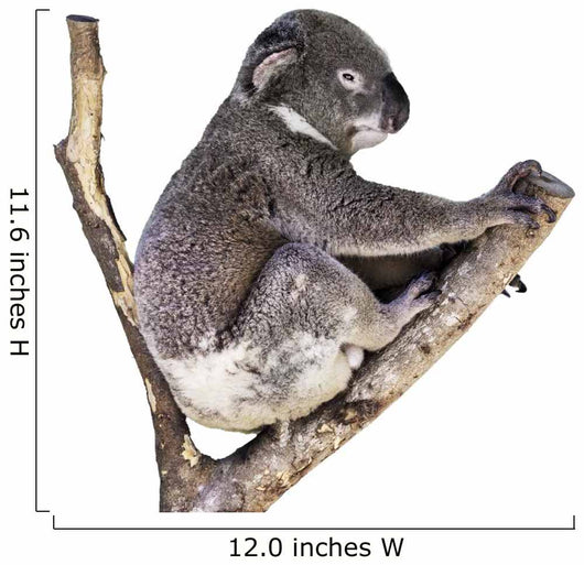 Cute Koala White