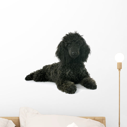 Puppy Poodle Wall Decal