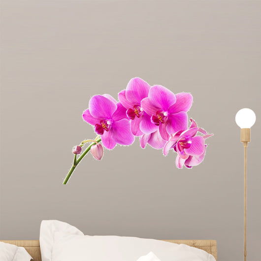 Orchid