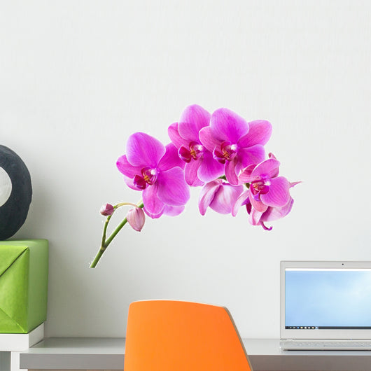 Orchid