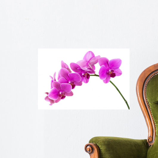 Orchid