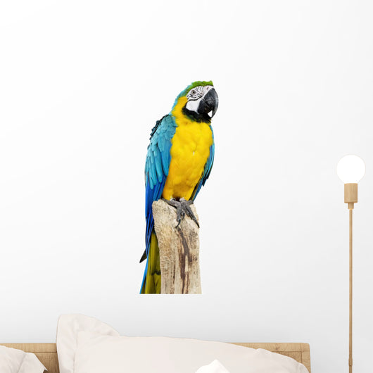 Parrot Bird Sitting Perch