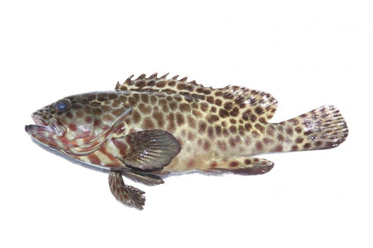 Fresh Grouper Fish White Wall Decal