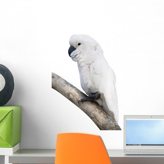 Cockatoo Perching Branch