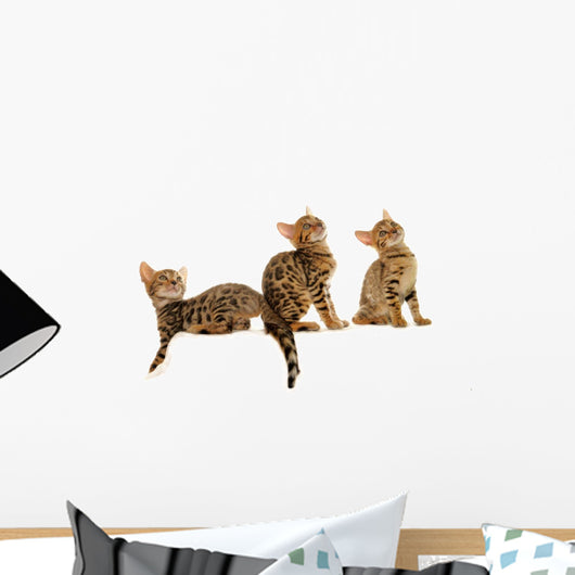 Benal Cat Kitten; Group, Baby Group Wall Decal