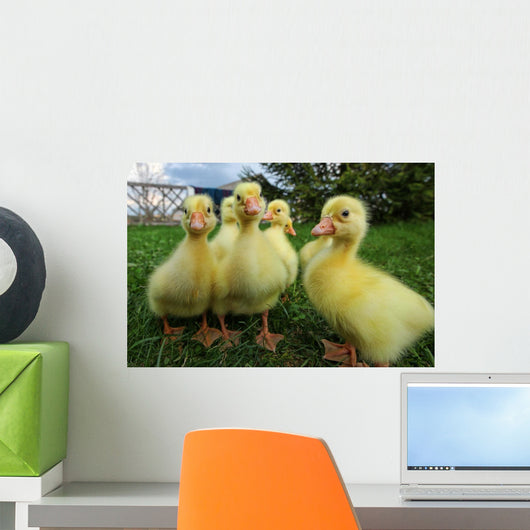 Little Ducklings Exploring World Wall Decal