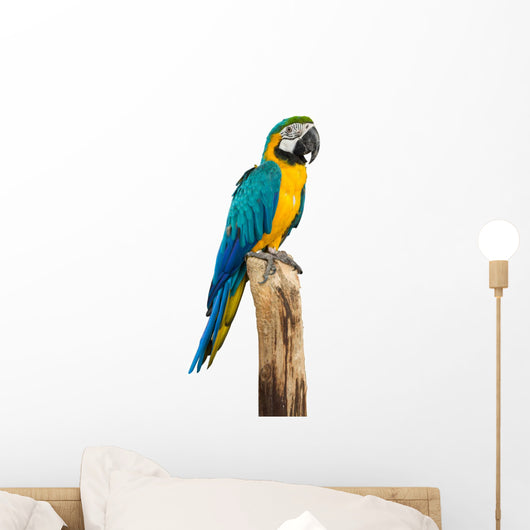 Macaw Bird White