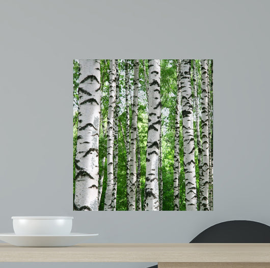 White Birch Trunks Summer