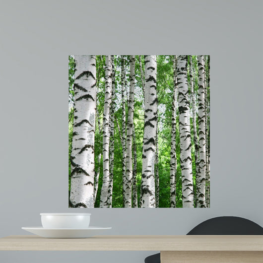 White Birch Trunks Summer