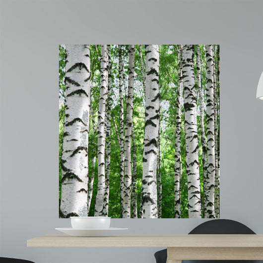 White Birch Trunks Summer