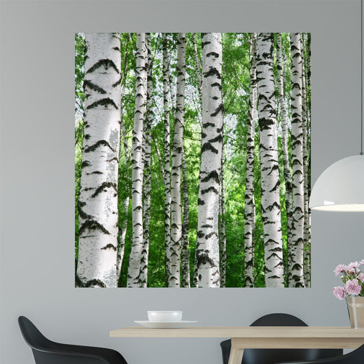 White Birch Trunks Summer