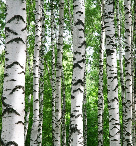White Birch Trunks Summer