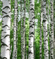 White Birch Trunks Summer