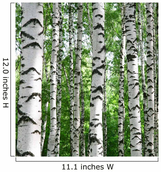 White Birch Trunks Summer