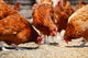 Chickens Traditional Free Range Wall Decal