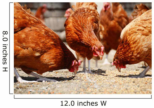 Chickens Traditional Free Range Wall Decal