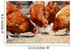 Chickens Traditional Free Range Wall Decal