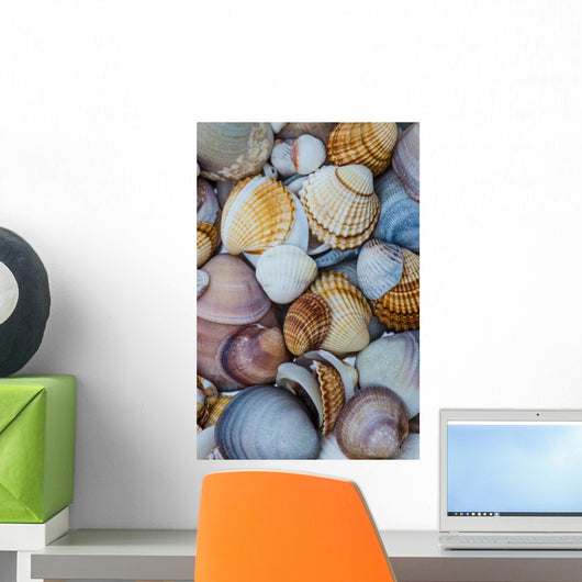 shells Wall Mural