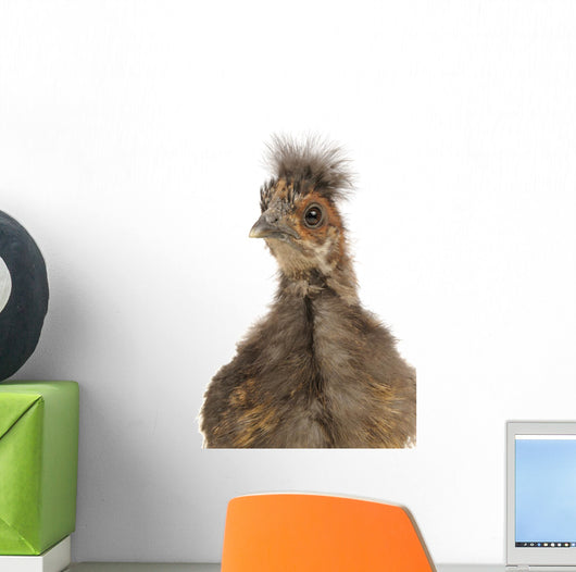 Cute Chinese Silkie Baby